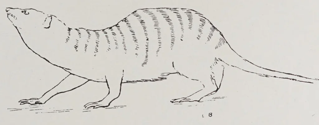 An illustration from Studies in the evolution of animals, 1895, leaf 379