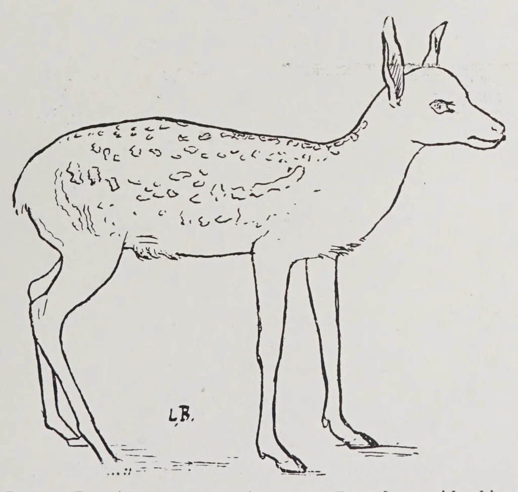 An illustration from Studies in the evolution of animals, 1895, leaf 383