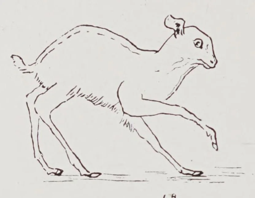 An illustration from Studies in the evolution of animals, 1895, leaf 386