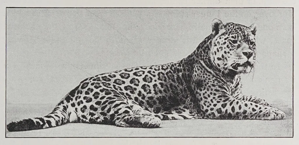 An illustration from Studies in the evolution of animals, 1895, leaf 47