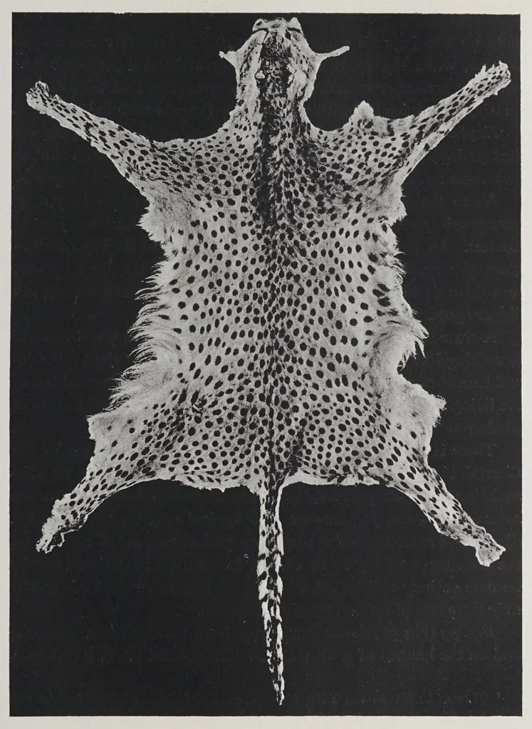 An illustration from Studies in the evolution of animals, 1895, leaf 59
