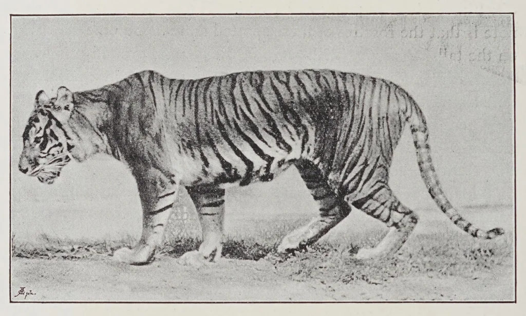 An illustration from Studies in the evolution of animals, 1895, leaf 74