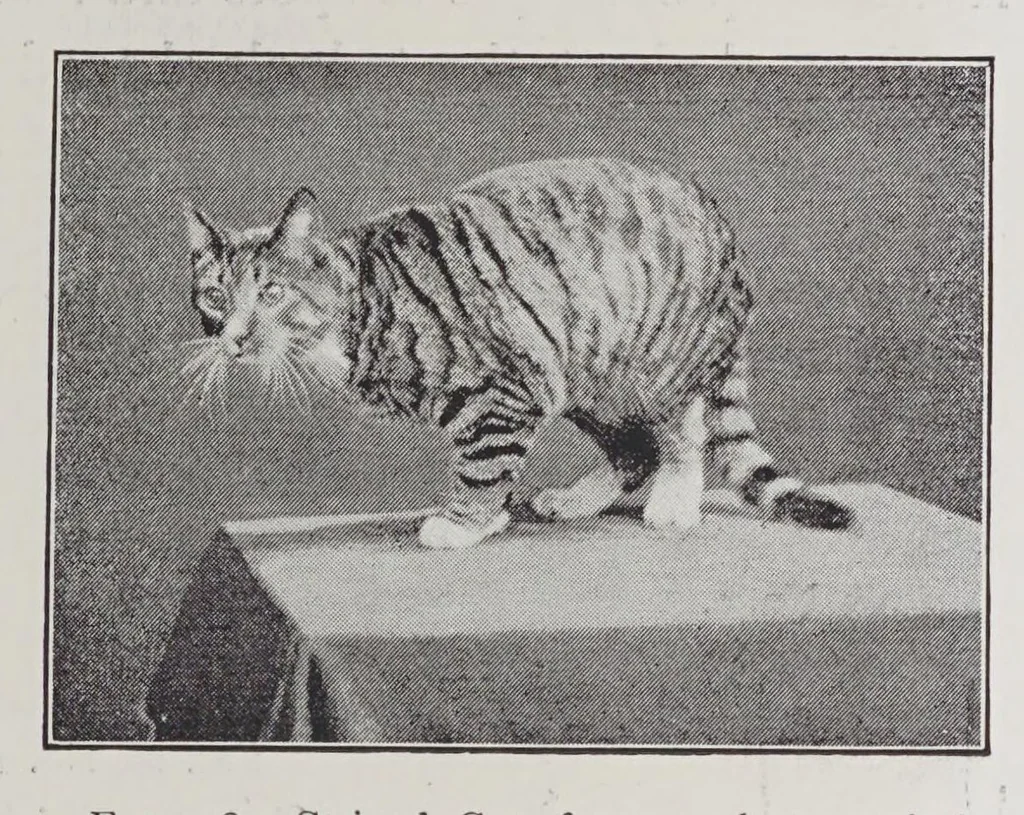 An illustration from Studies in the evolution of animals, 1895, leaf 81