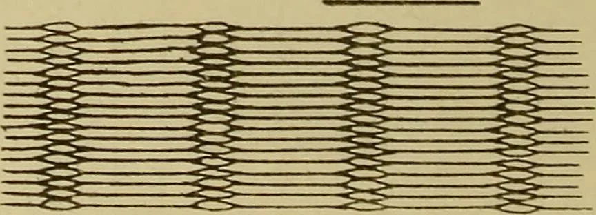 An illustration from Studies in primitive looms, 1918, leaf 133