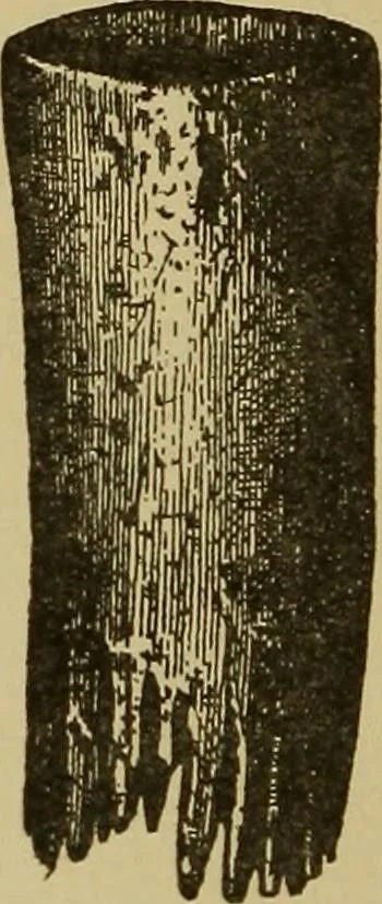 An illustration from Studies in primitive looms, 1918, leaf 153