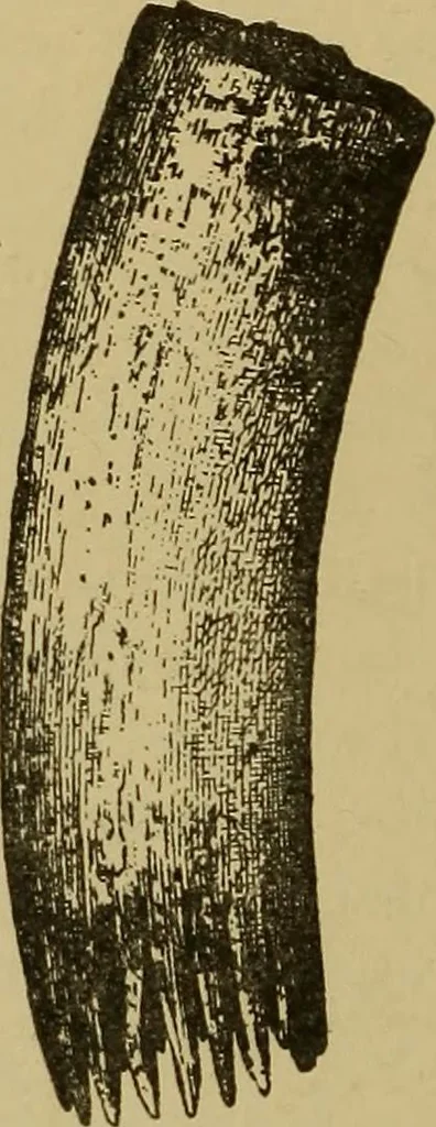An illustration from Studies in primitive looms, 1918, leaf 153
