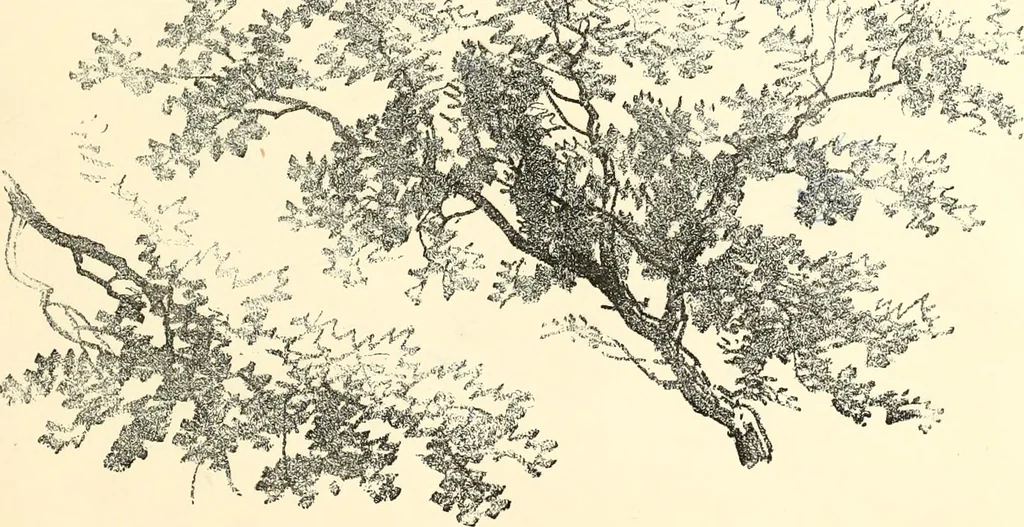 An illustration from Studies of trees in pencil and in water colors, 1895, leaf 10