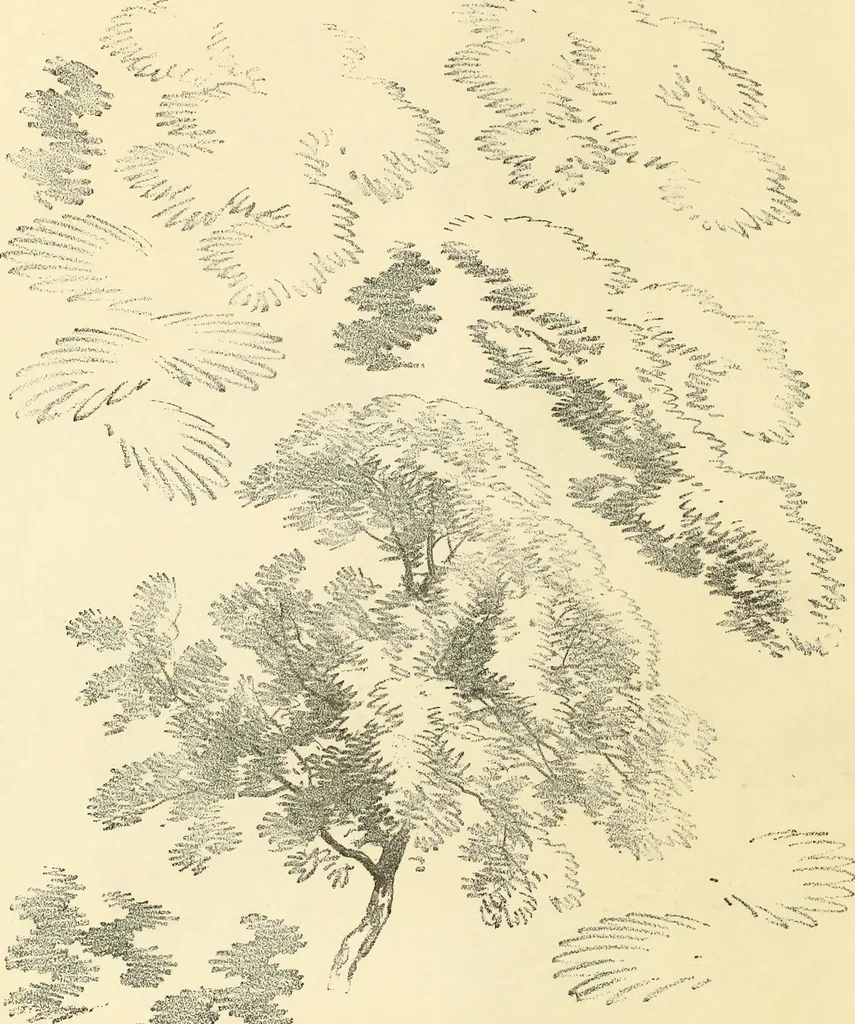 An illustration from Studies of trees in pencil and in water colors, 1895, leaf 11