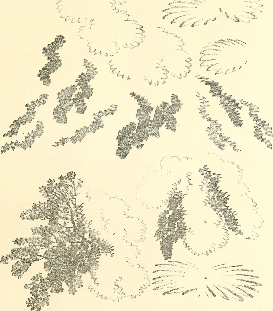 An illustration from Studies of trees in pencil and in water colors, 1895, leaf 12