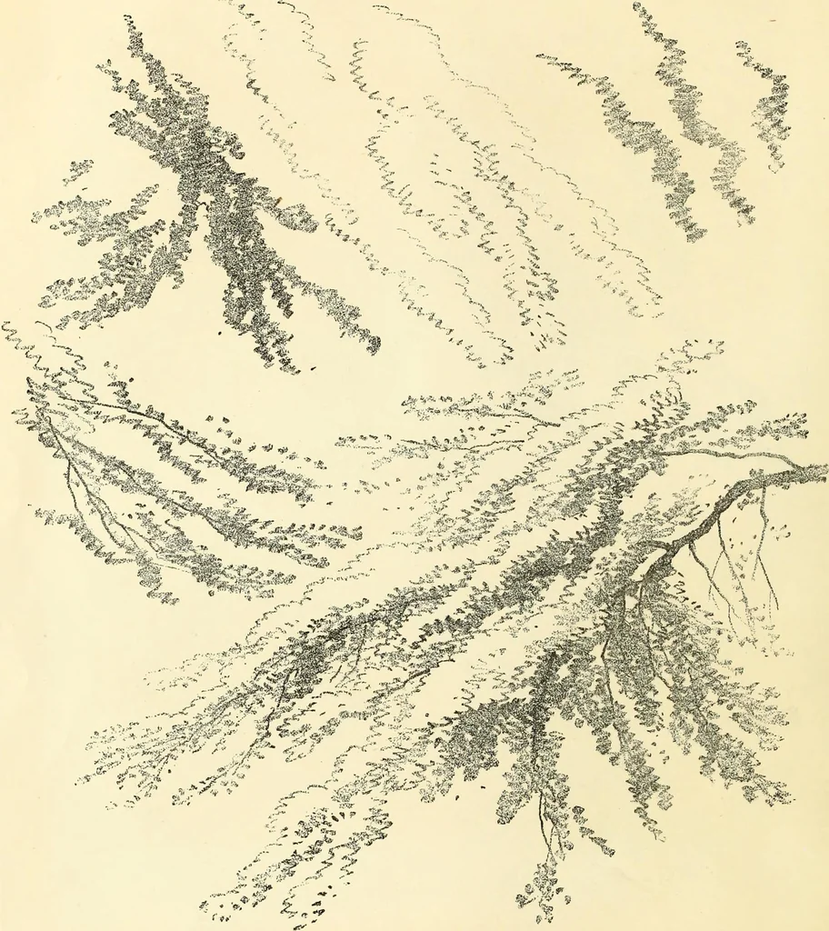 An illustration from Studies of trees in pencil and in water colors, 1895, leaf 13