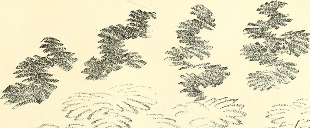 An illustration from Studies of trees in pencil and in water colors, 1895, leaf 14
