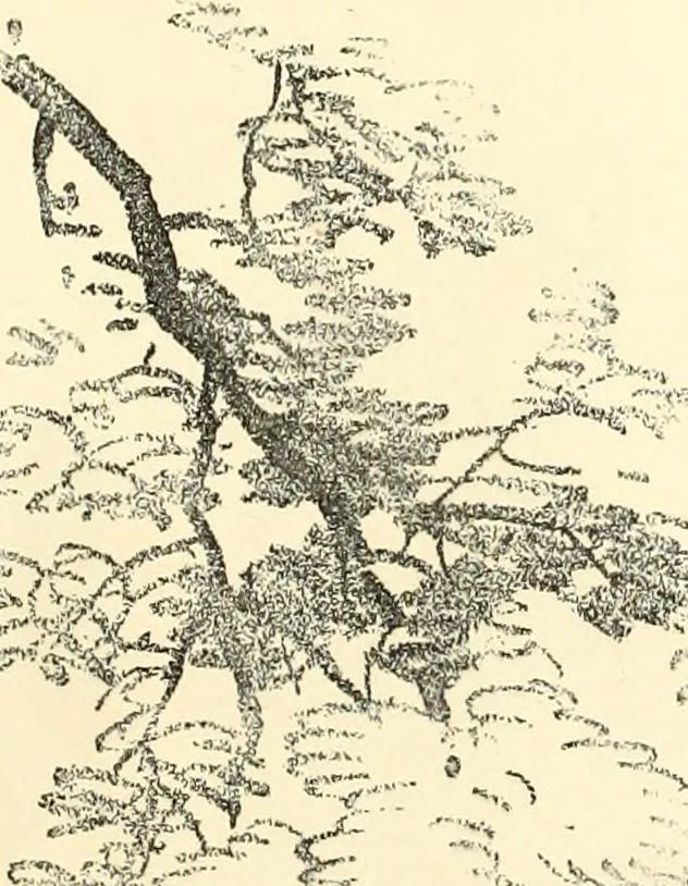 An illustration from Studies of trees in pencil and in water colors, 1895, leaf 14