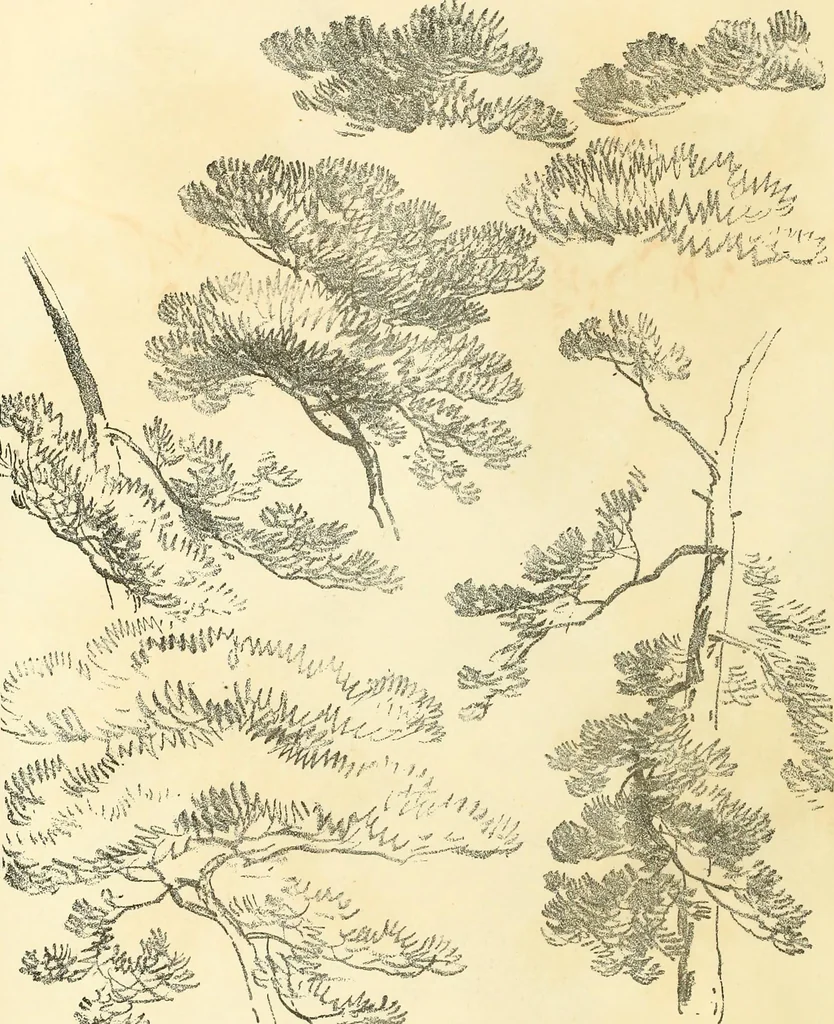 An illustration from Studies of trees in pencil and in water colors, 1895, leaf 15