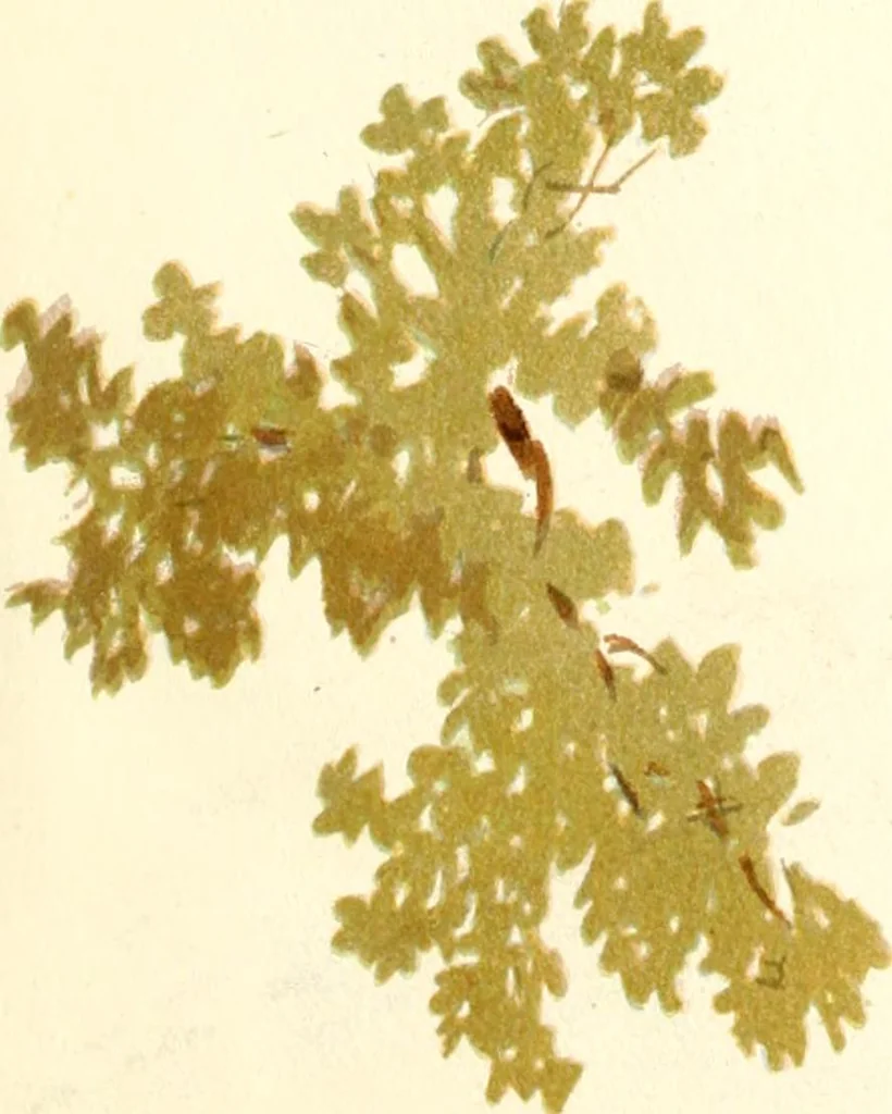 An illustration from Studies of trees in pencil and in water colors, 1895, leaf 16