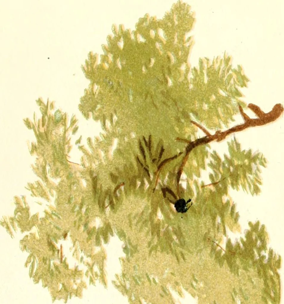 An illustration from Studies of trees in pencil and in water colors, 1895, leaf 16