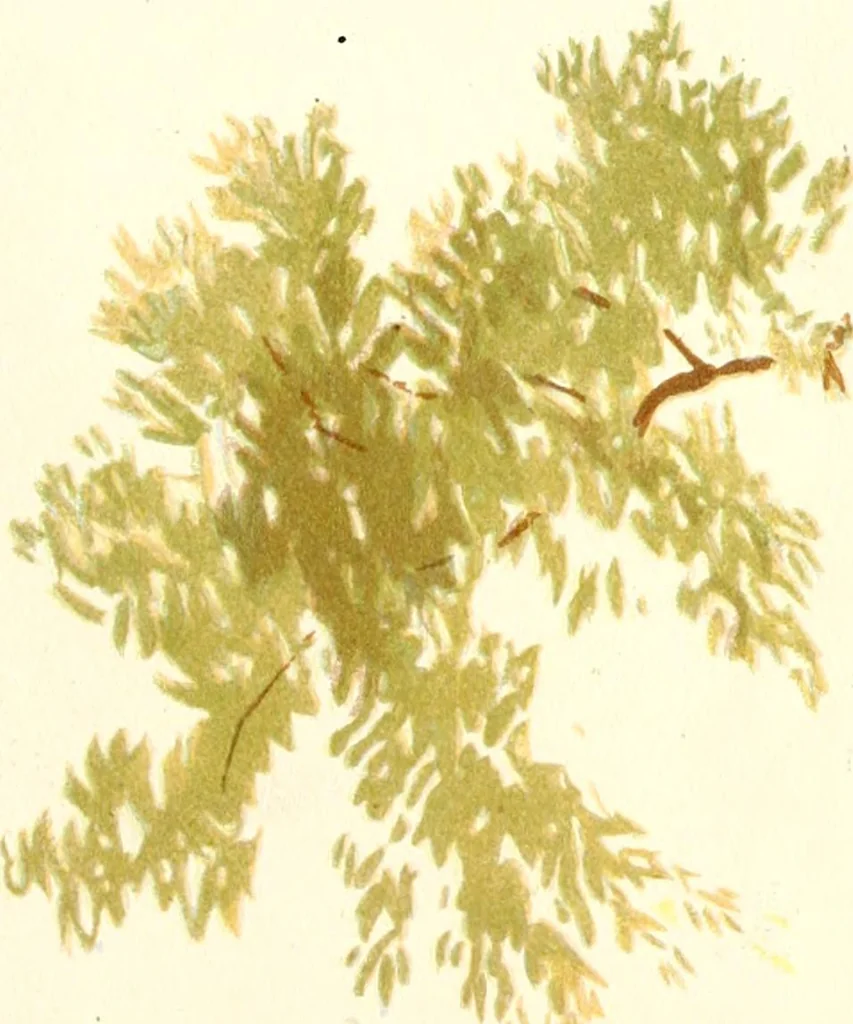 An illustration from Studies of trees in pencil and in water colors, 1895, leaf 16