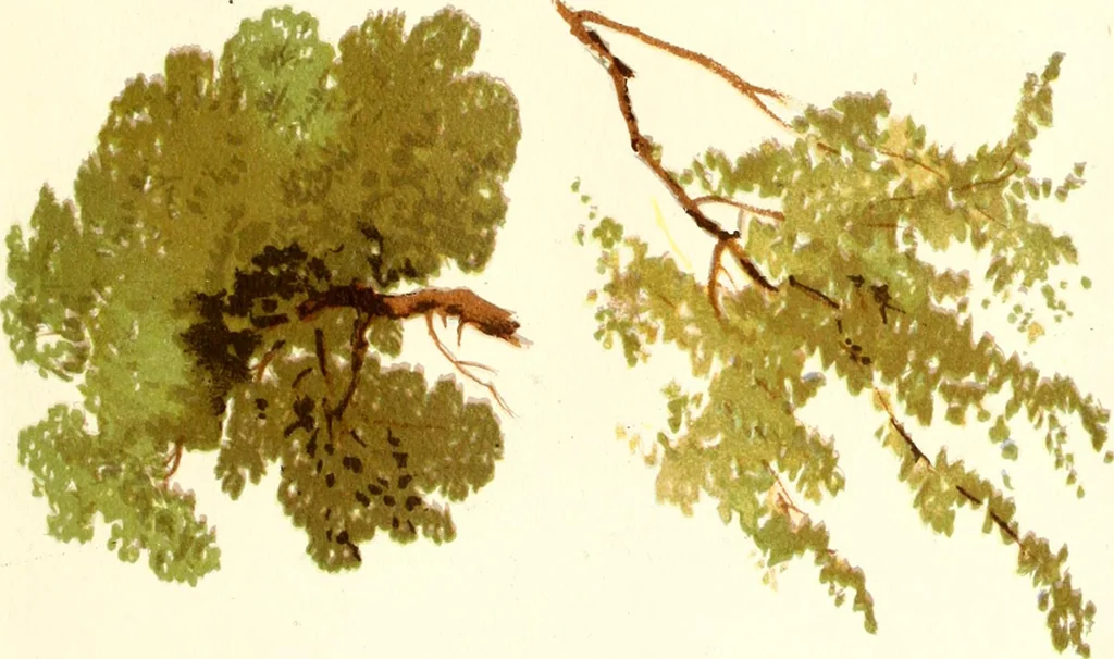 An illustration from Studies of trees in pencil and in water colors, 1895, leaf 18