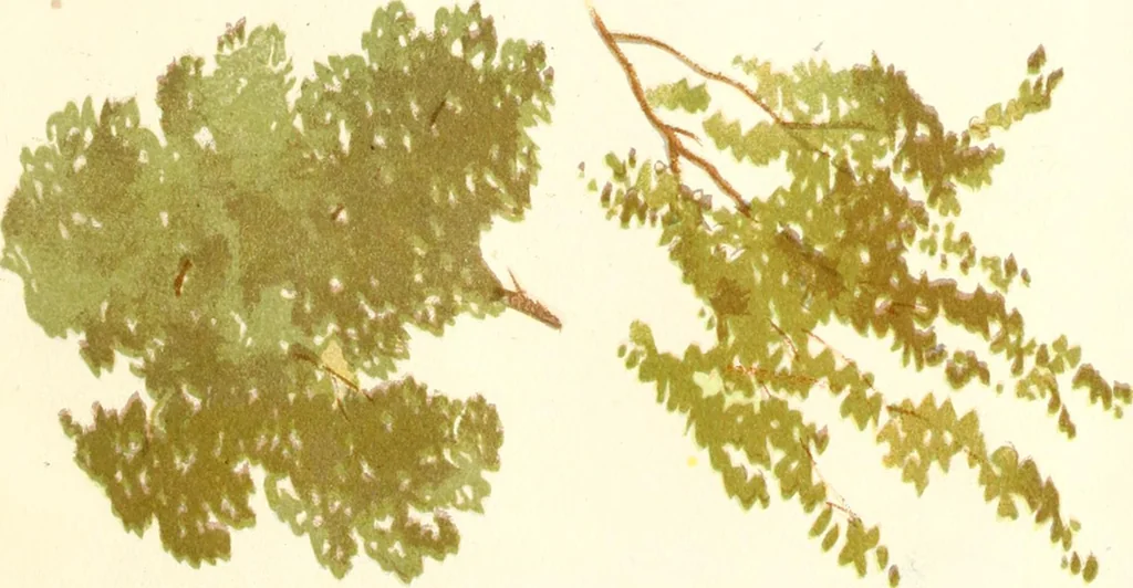 An illustration from Studies of trees in pencil and in water colors, 1895, leaf 18