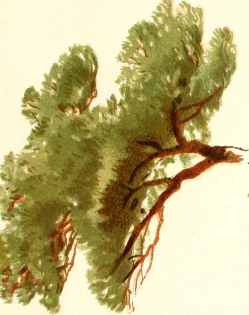 An illustration from Studies of trees in pencil and in water colors, 1895, leaf 20