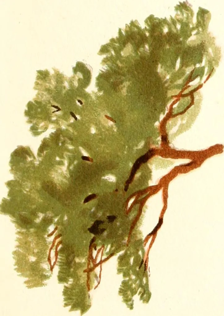 An illustration from Studies of trees in pencil and in water colors, 1895, leaf 20