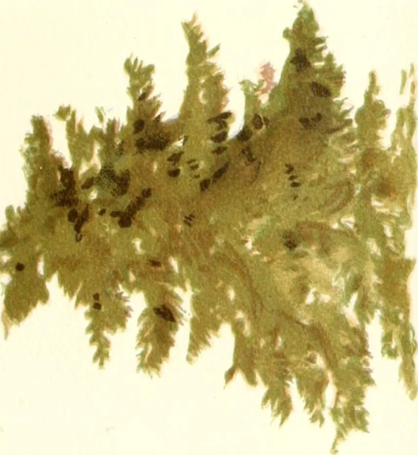 An illustration from Studies of trees in pencil and in water colors, 1895, leaf 20