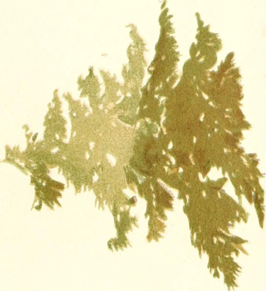 An illustration from Studies of trees in pencil and in water colors, 1895, leaf 20