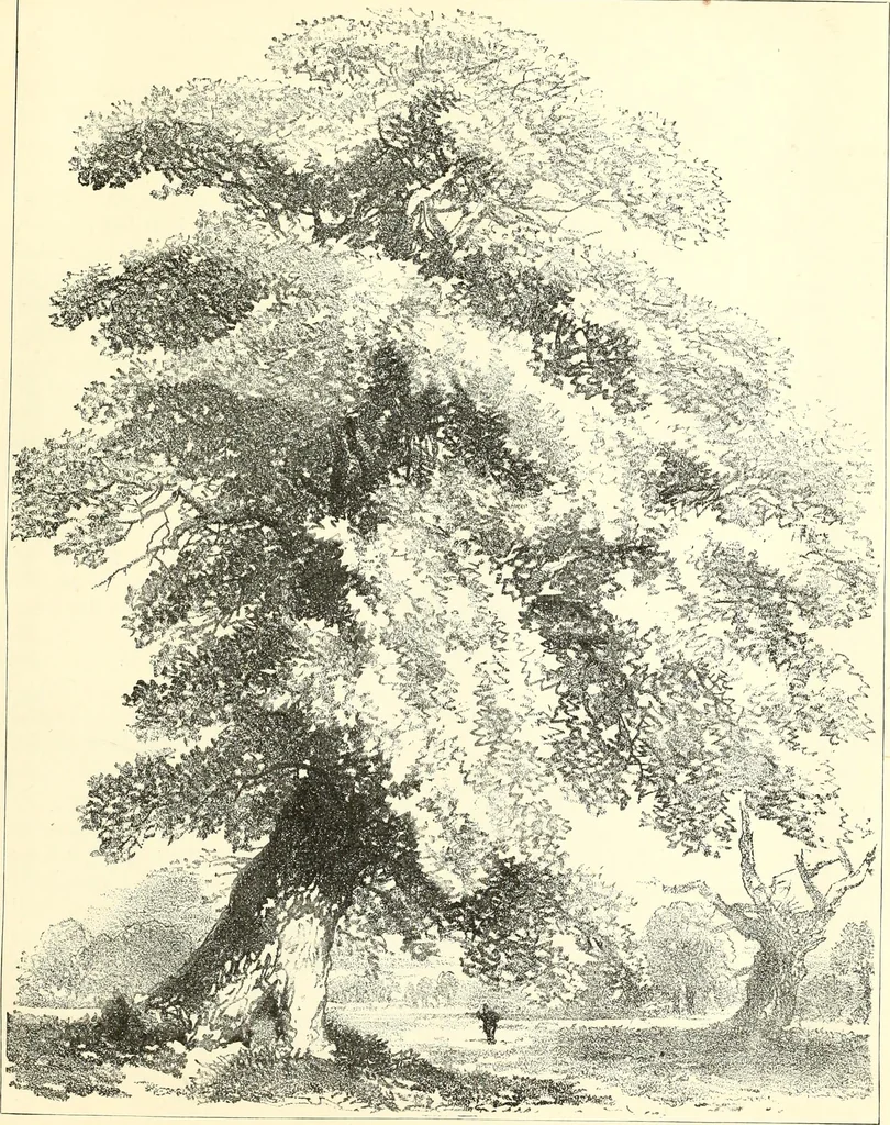 An illustration from Studies of trees in pencil and in water colors, 1895, leaf 24