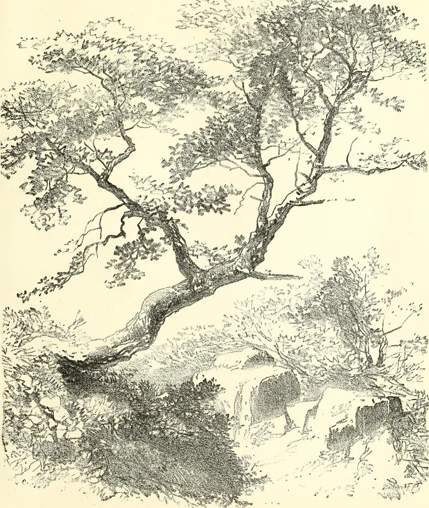 An illustration from Studies of trees in pencil and in water colors, 1895, leaf 26