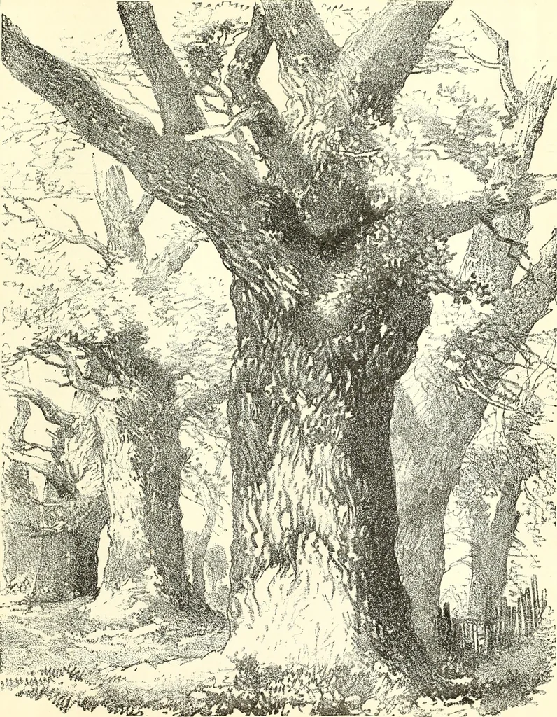An illustration from Studies of trees in pencil and in water colors, 1895, leaf 30