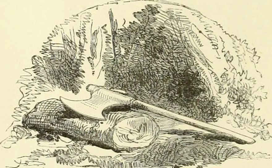 An illustration from Studies of trees in pencil and in water colors, 1895, leaf 33