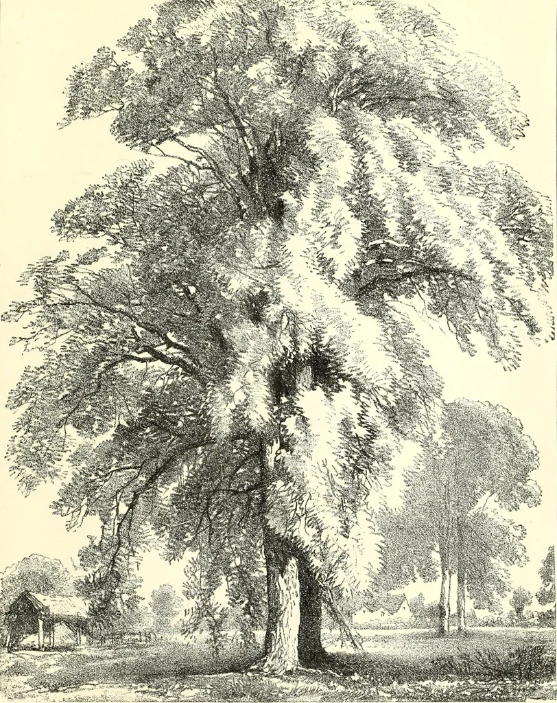 An illustration from Studies of trees in pencil and in water colors, 1895, leaf 36