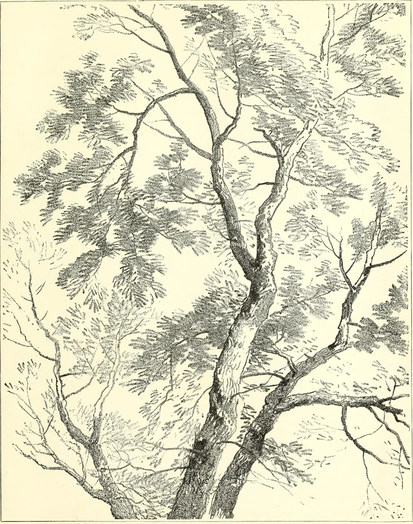 An illustration from Studies of trees in pencil and in water colors, 1895, leaf 38