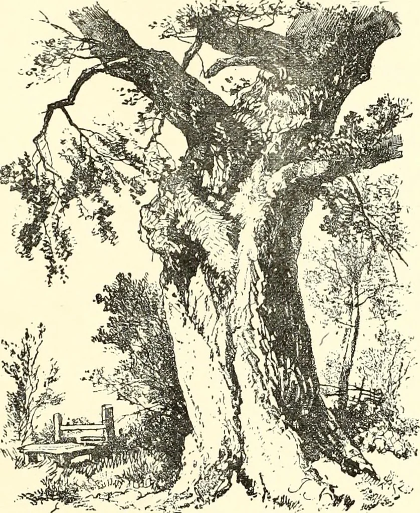 An illustration from Studies of trees in pencil and in water colors, 1895, leaf 4
