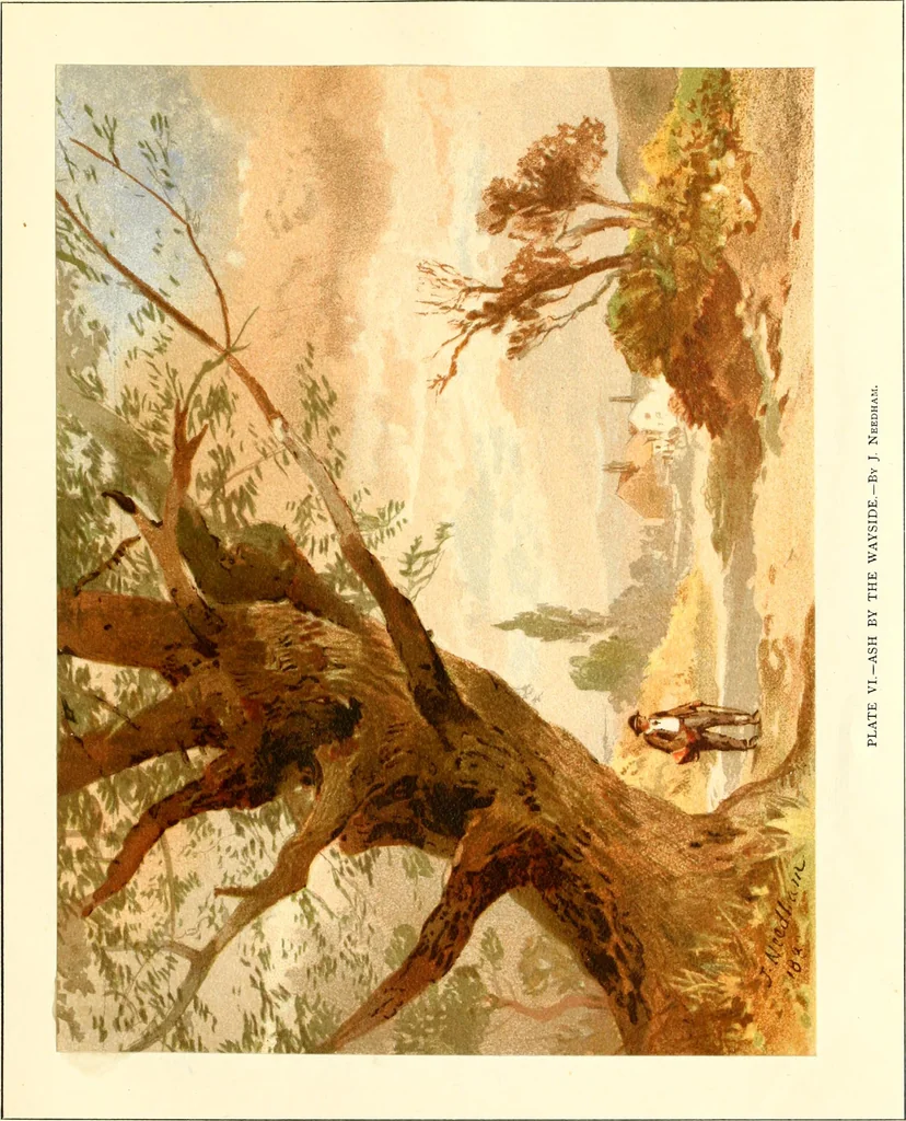 An illustration from Studies of trees in pencil and in water colors, 1895, leaf 40