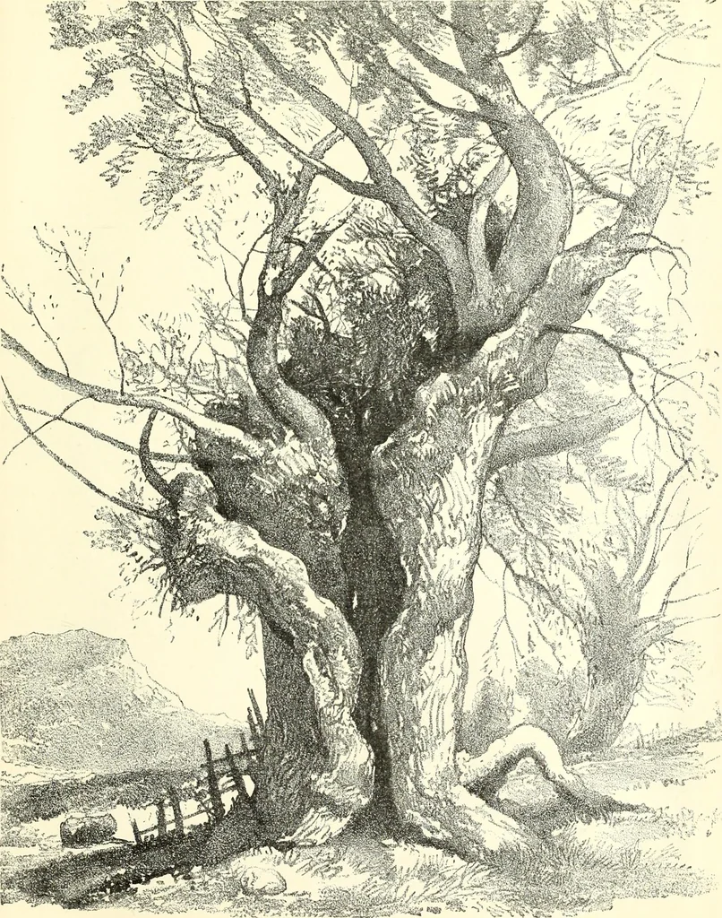 An illustration from Studies of trees in pencil and in water colors, 1895, leaf 42