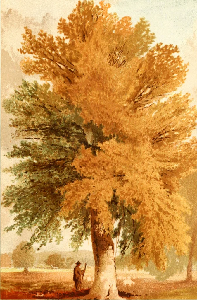 An illustration from Studies of trees in pencil and in water colors, 1895, leaf 48