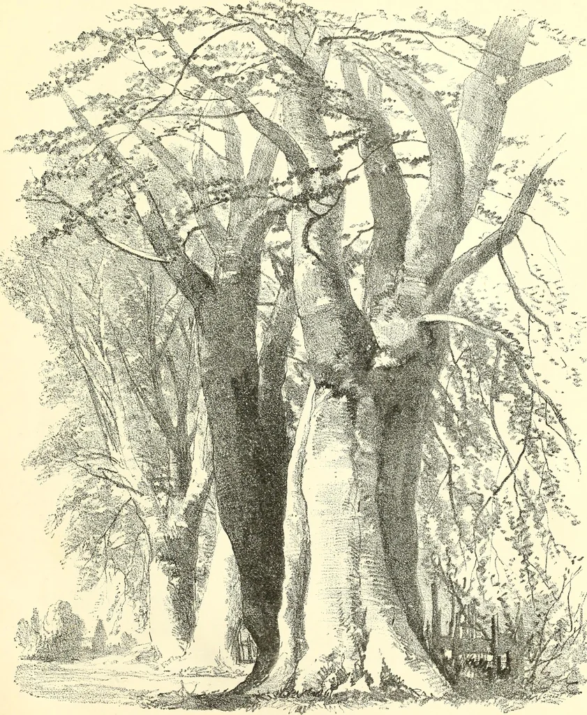 An illustration from Studies of trees in pencil and in water colors, 1895, leaf 50