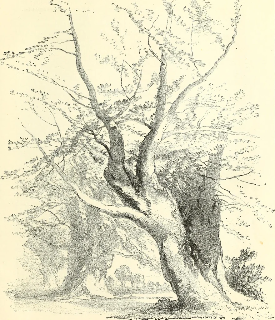 An illustration from Studies of trees in pencil and in water colors, 1895, leaf 52