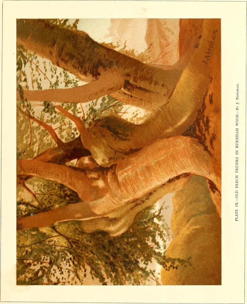 An illustration from Studies of trees in pencil and in water colors, 1895, leaf 54
