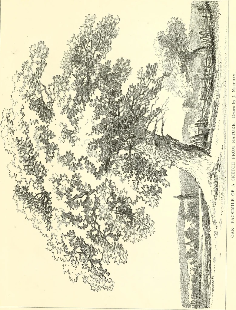An illustration from Studies of trees in pencil and in water colors, 1895, leaf 56