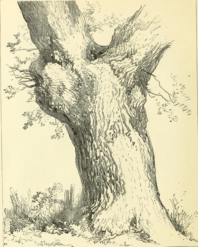 An illustration from Studies of trees in pencil and in water colors, 1895, leaf 57
