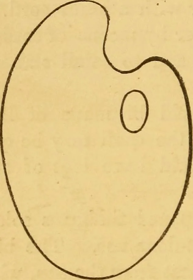 An illustration from Studio, field, and gallery: a manual of painting for the student and amateur, with information for the general reader., 1878, leaf 81