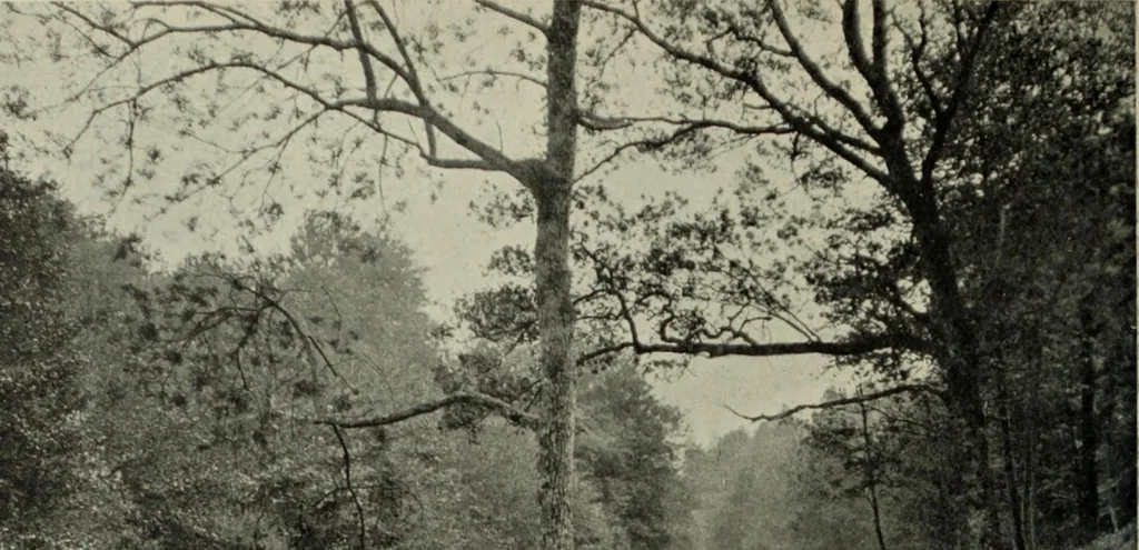 An illustration from Studio international, 1893, leaf 99