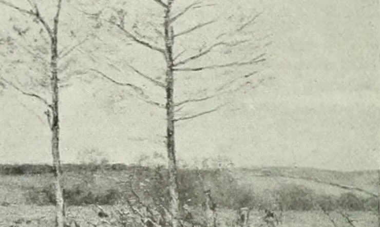 An illustration from Studio international, 1893, leaf 17