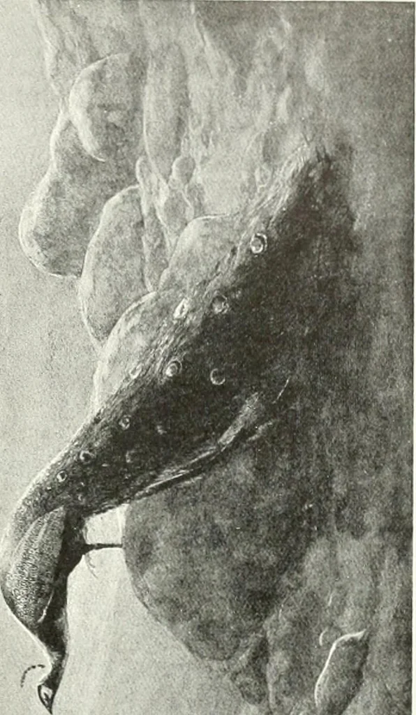 An illustration from Studio international, 1893, leaf 242