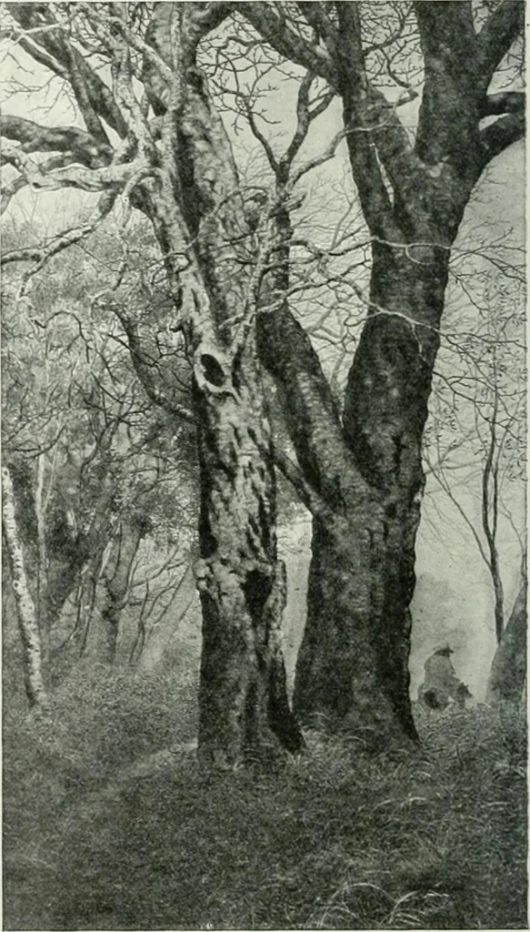 An illustration from Studio international, 1893, leaf 121