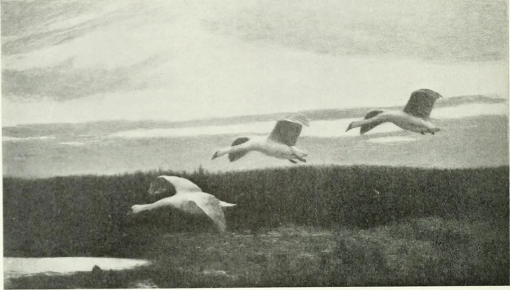 An illustration from Studio international, 1893, leaf 127
