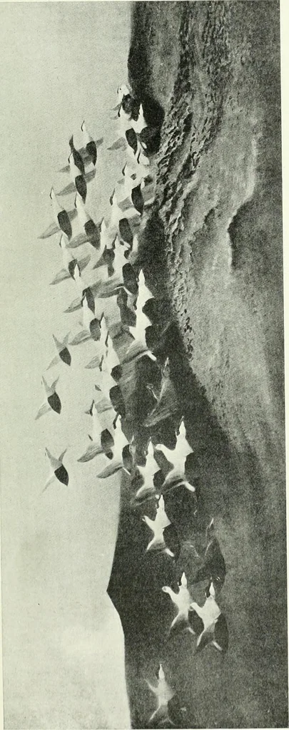 An illustration from Studio international, 1893, leaf 132