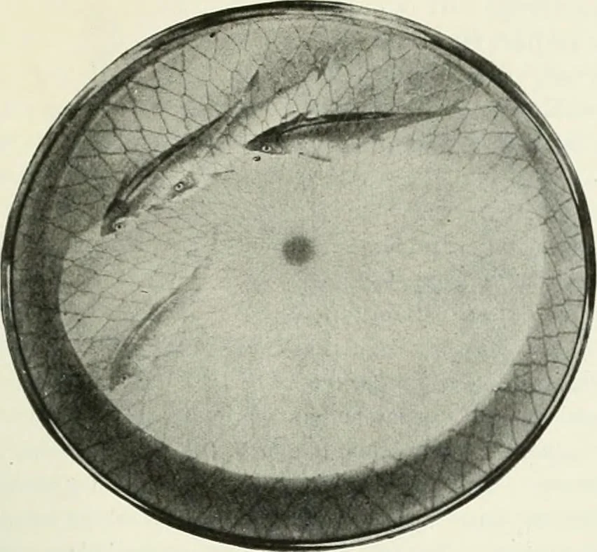 An illustration from Studio international, 1893, leaf 280