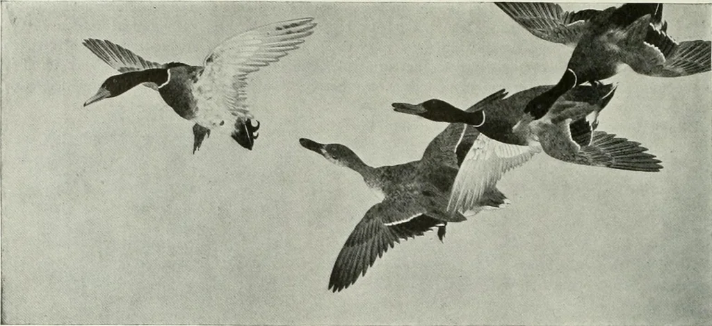 An illustration from Studio international, 1893, leaf 283